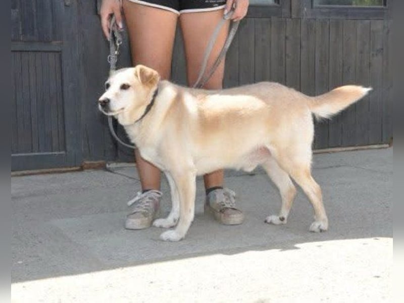 ♥Lary♥ ein sanfter, ruhiger, gutmütiger Rüde im besten Alter