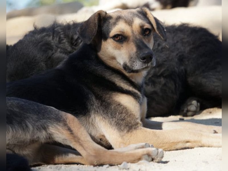 Lana ❤️ tolle umgängliche, junge Hündin