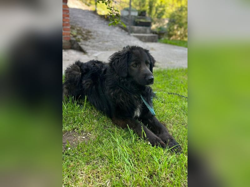BIMBO❤️freundlicher, ruhiger Fellschnuffel - liebt einfach alles und jeden um sich herum