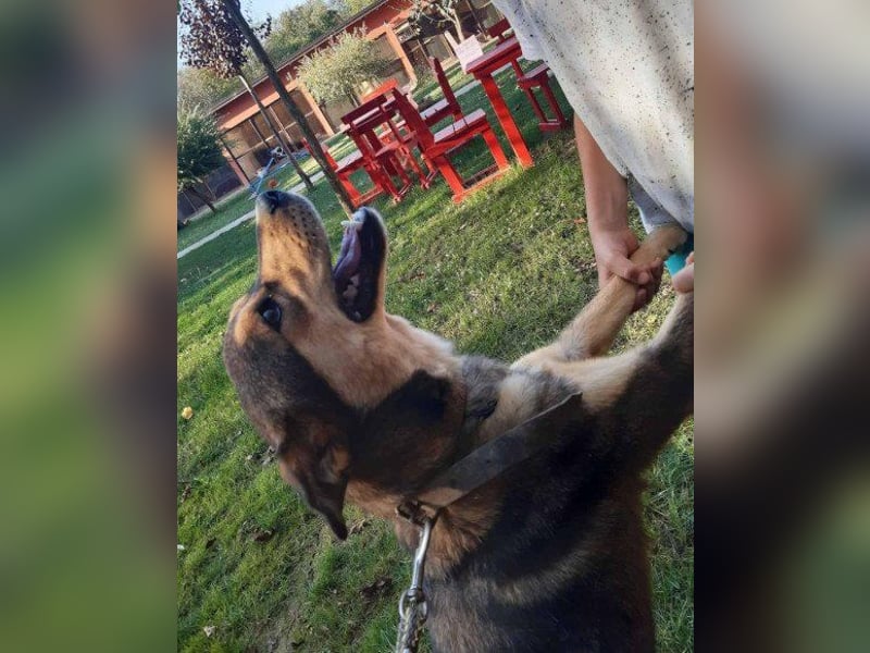 freundliche, liebevolle Mix-Hundedame Lizzy