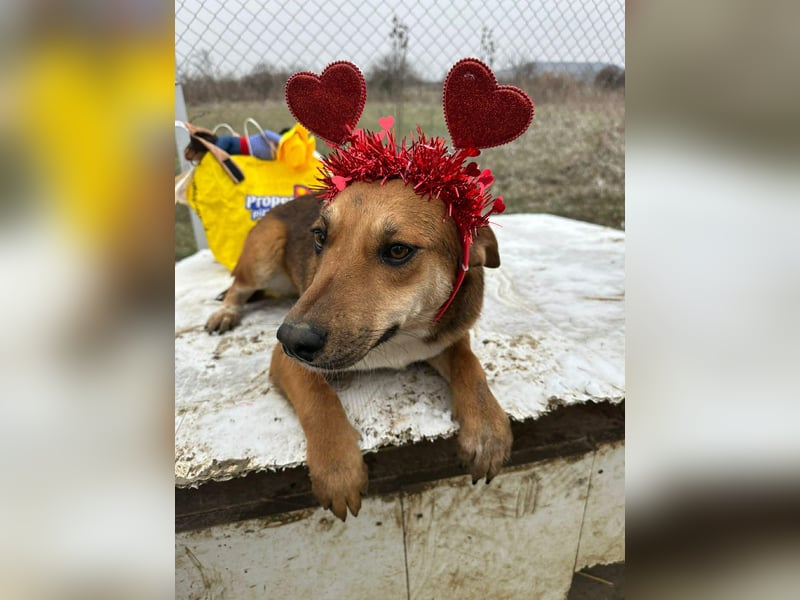 Mandy, hübsches junges Hundemädchen sucht Anschluß