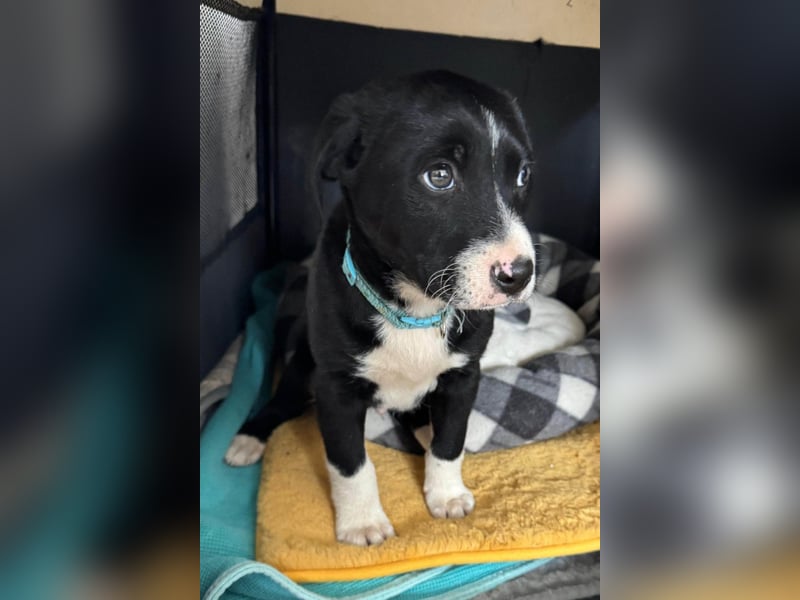 Welpe LENNI❤️kleiner Entdecker sucht sein großes Glück!