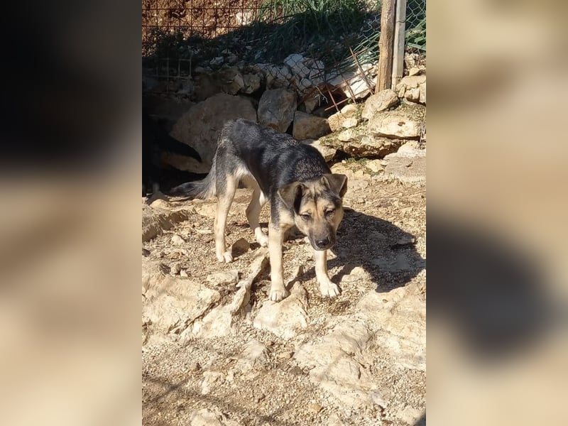 Zana ❤️ freundliche, sanfte junge Hündin