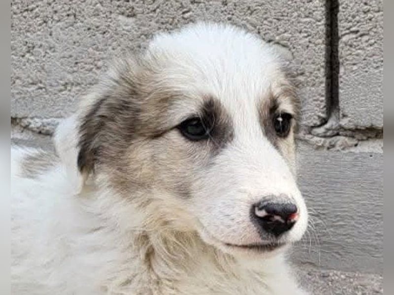 Schatz ♥ Sinan ♥ toller Welpenbub sucht PS bis Ende Juli ♥
