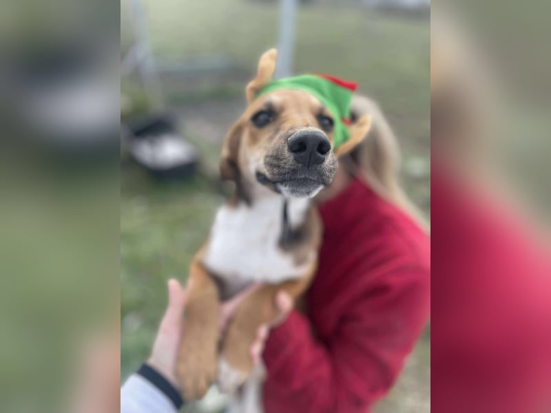 Welpenmädchen Mandy