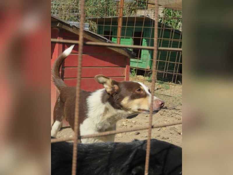 Max - Angsthäschen sucht Menschen mit viel Liebe und Geduld 