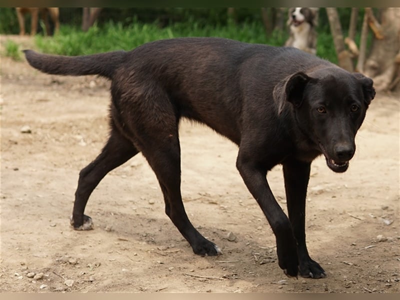 Romira, geb. ca. 06/2022, lebt in GRIECHENLAND, auf einer privaten Pflegestelle