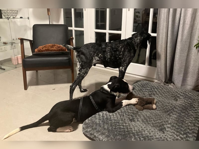 Jungspund Rocky ❤️ wartet in 50674 Köln