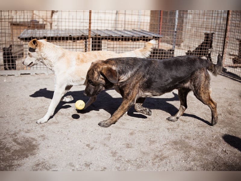 Ludwig ❤️ unser lieber, verschmuster Jungrüde!