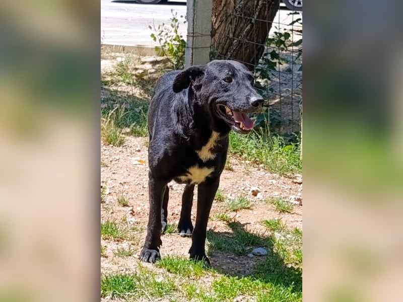 BlackBoy ♥ John ♥ ein Fellschatz auf 4 Pfoten