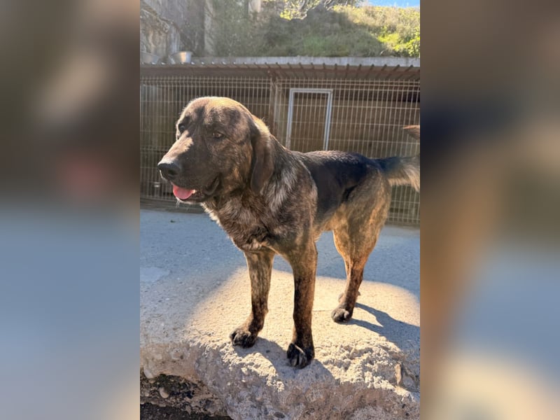 Ludwig ❤️ unser lieber, verschmuster Jungrüde!