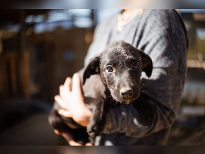 Ljubavi ❤️ junger, lebensfroher Hundebub