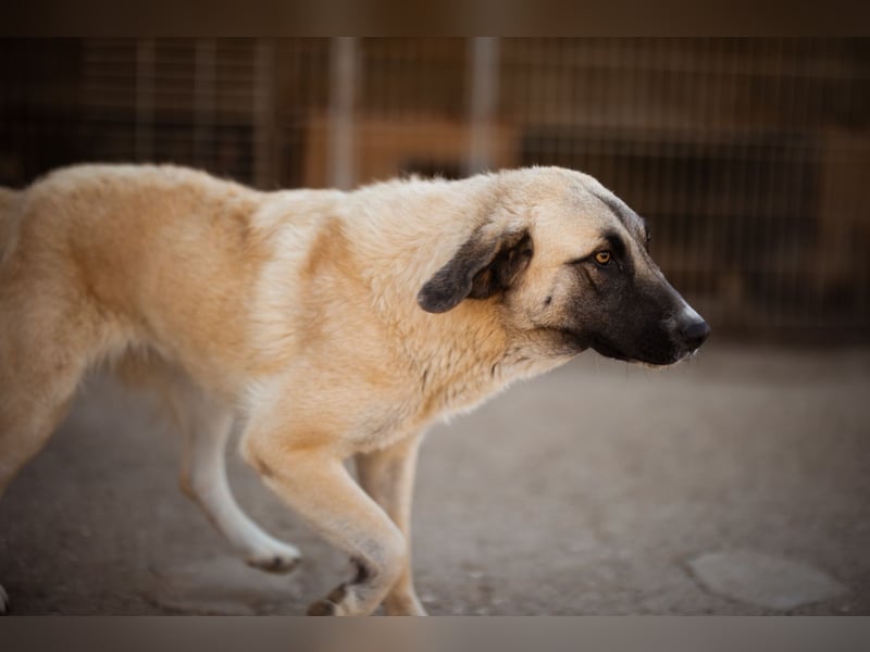 Sofia ♥️ liebe und aktive HSH-Mix-Junghündin