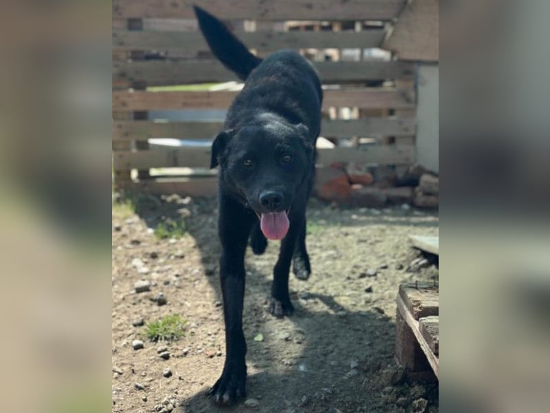 ALLY❤️Baden, toben, kuscheln – fröhlicher Jungrüde liebt das Leben und sucht dich!