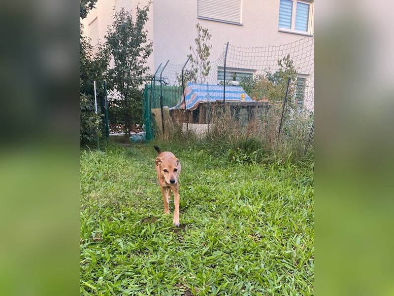 Notfellchen-Mathilda ❤ wartet in 90427 Nürnberg