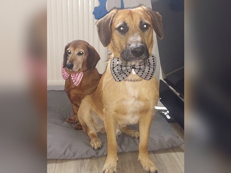 Toller Rüde ♥ Taro ♥ wartet bereits in 24885 Sieverstedt