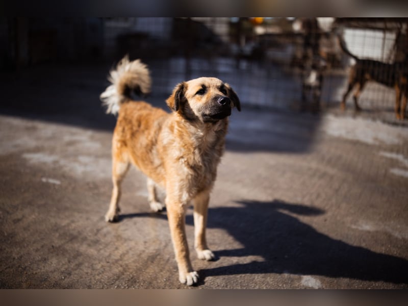 Ben ❤️ schmusiger, schüchterner Hundebub