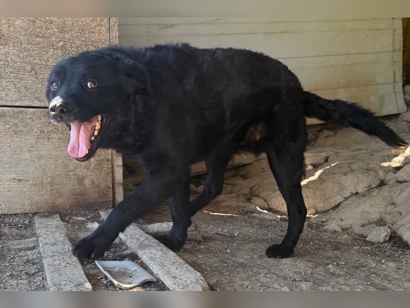 Bruce ❤️ Sanftmütig, loyal, verschmust!