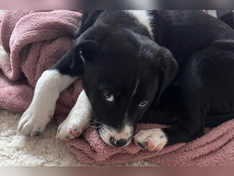 Welpe LENNI❤️kleiner Entdecker sucht sein großes Glück!