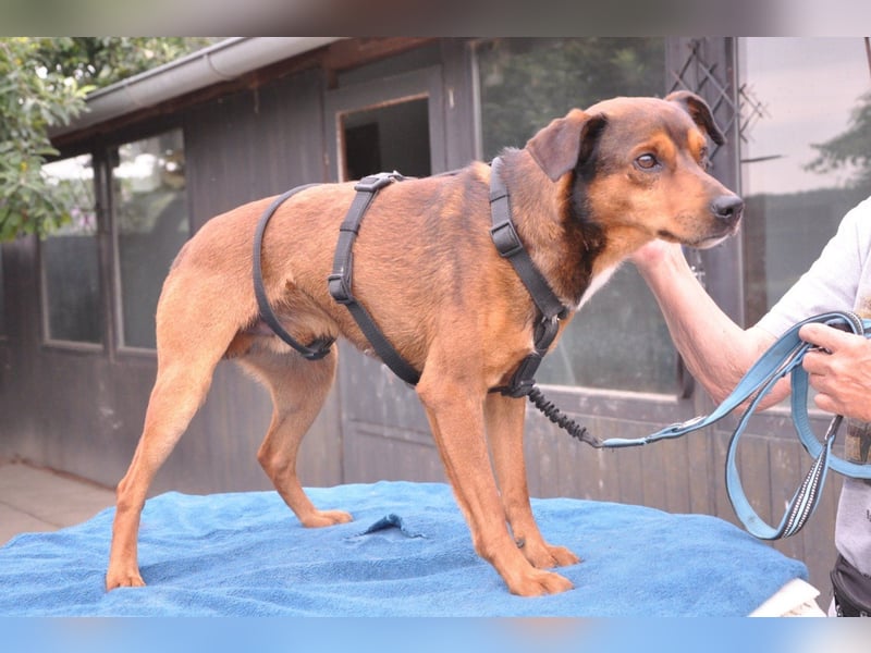 Lieber ♥Amon♥ sozialer, neugieriger Rüde