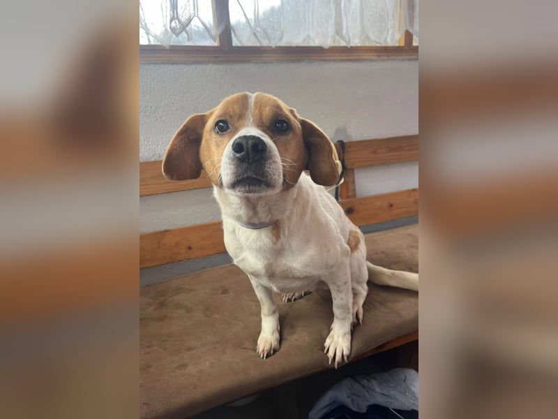 Sony ❤️ Familienhund mit großem Herzen