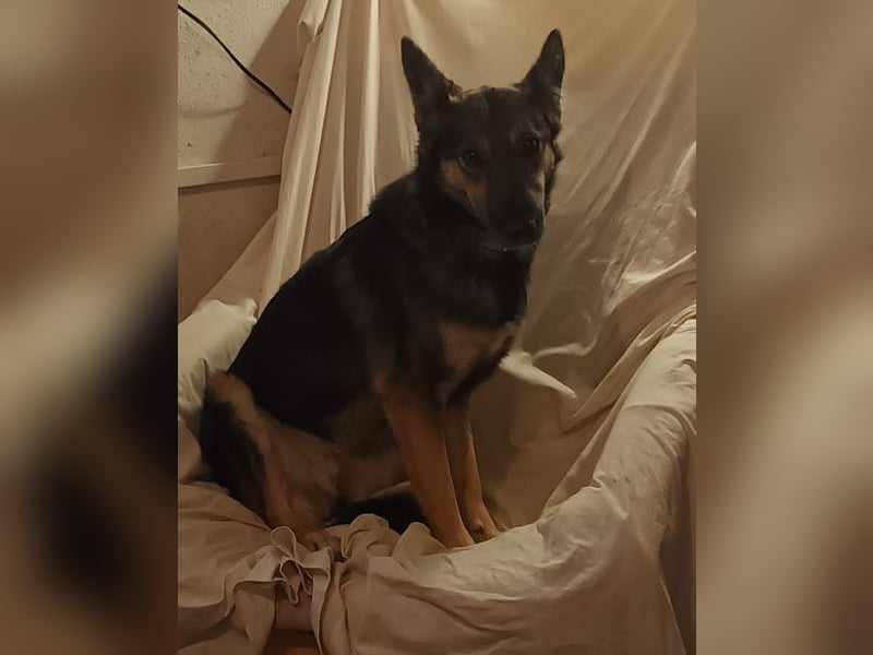 Fibi ❤️ sanfte Fellnase mit Charakter! Fibi ❤️ sanfte Fellnase mit Charakter!