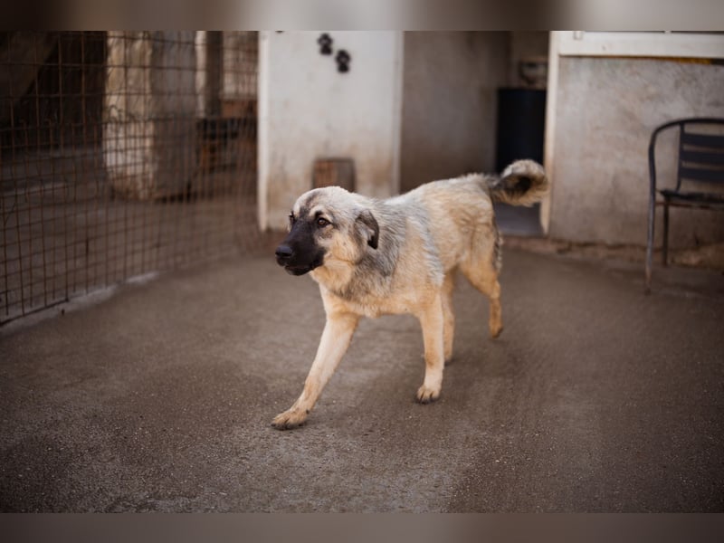 Suki ❤️ Süßes + liebes Hundemädchen!