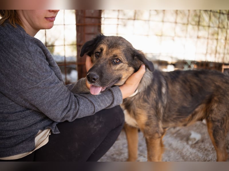 Jacky ❤️ junge Traumhündin sucht Zuhause Jacky ❤️ junge Traumhündin sucht Zuhause