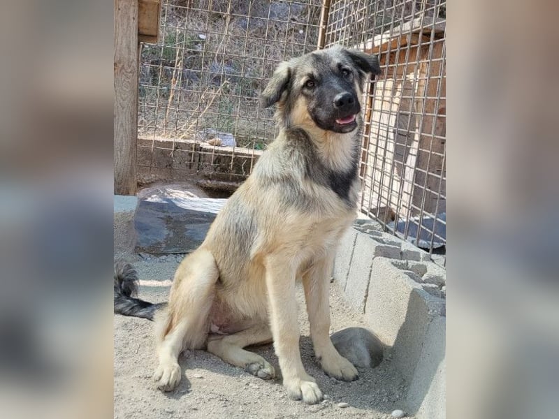 Suki ❤️ Süßes + liebes Hundemädchen!