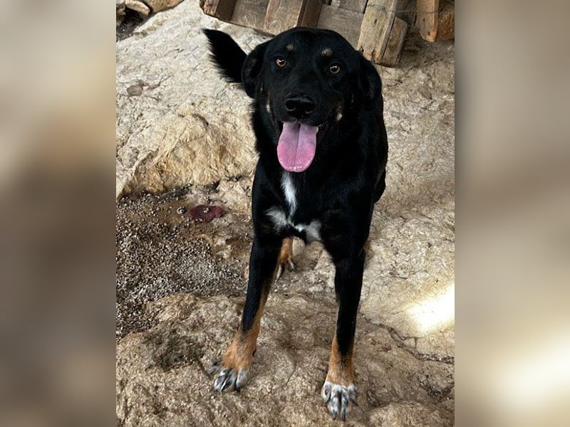 Percy ❤️ aufgeschlossen & verkuschelt!