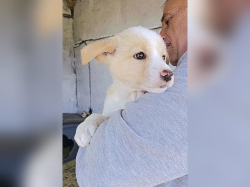 Welpin ♥Tina♥ hofft nun auf Liebe & Treue