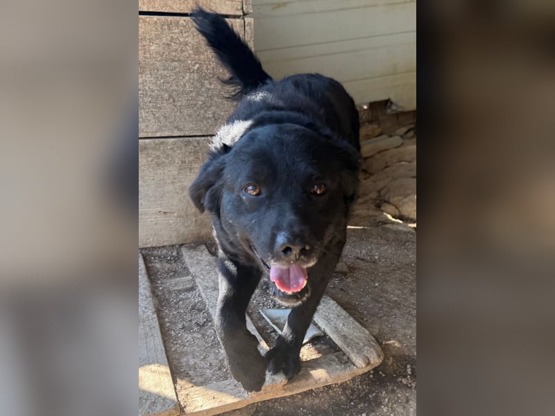 Bruce ❤️ Sanftmütig, loyal, verschmust!