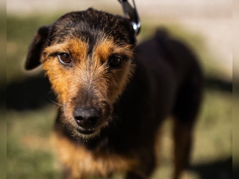 RICARDA❤️sanfte Terrier-Dame mit großem Herz sucht liebevolles Zuhause