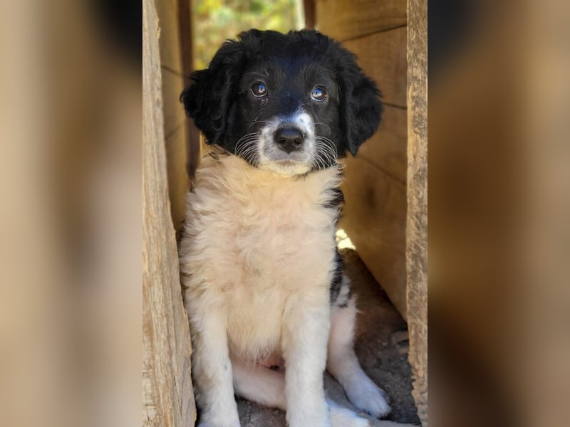 Süße Welpin ♥Suki♥ sucht ihre Menschen