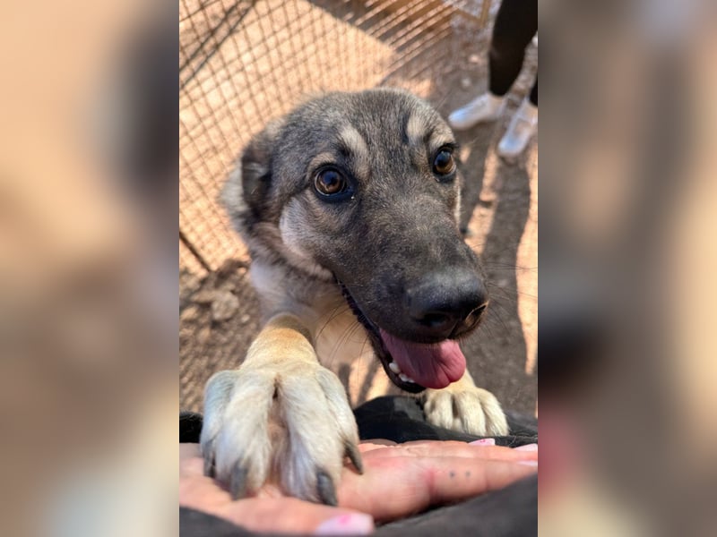 COCO❤️verspielt, sanft und voller Vertrauen: ein Herz für Groß und Klein!