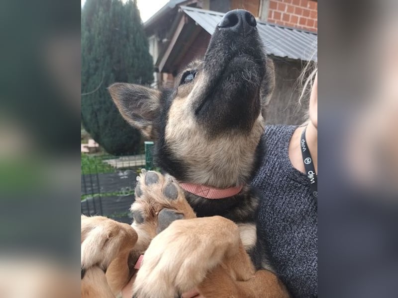 Fibi ❤️ sanfte Fellnase mit Charakter! Fibi ❤️ sanfte Fellnase mit Charakter!