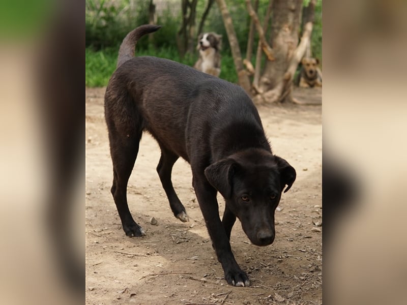 Romira, geb. ca. 06/2022, lebt in GRIECHENLAND, auf einer privaten Pflegestelle