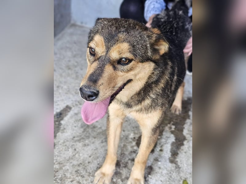 freundliche, liebevolle Mix-Hundedame Lizzy