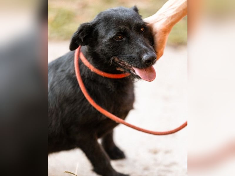 Traumhündin Ebony ❤️ verträglich, lieb, offen!