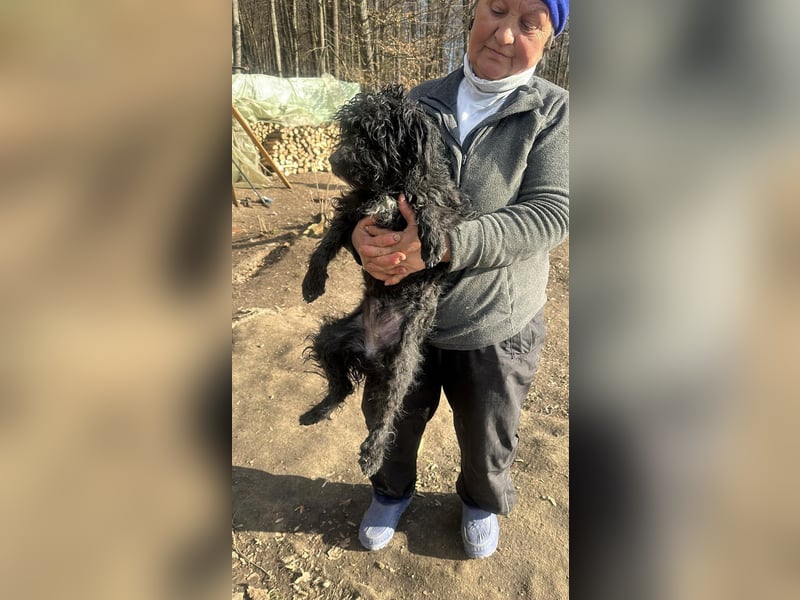 Milla, schwarzer Wuschel sucht Körbchen