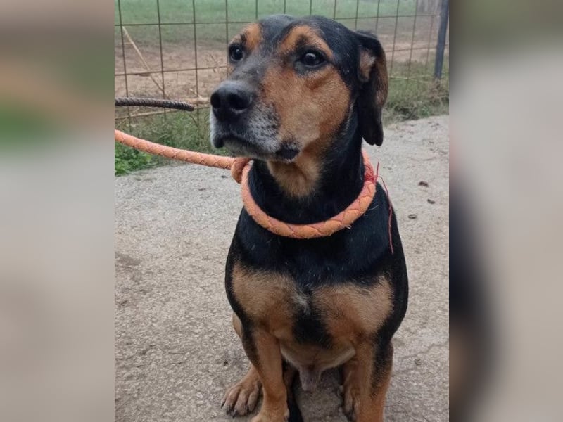 Jasco ❤️ neugieriger, lebhafter & verspielter Rüde