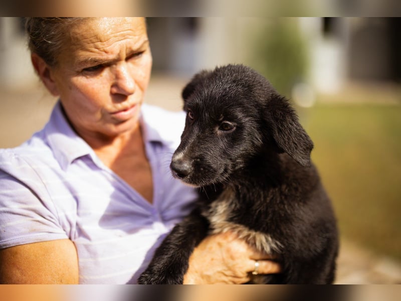 Sienna süße junge Schäfi-Mix-Schnute