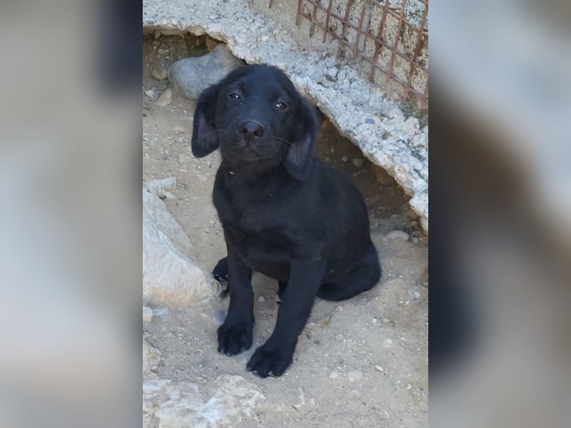 Knutschkugel GRACIE❤️zauberhaftes Fellschnute sucht ihr Zuhause fürs Leben