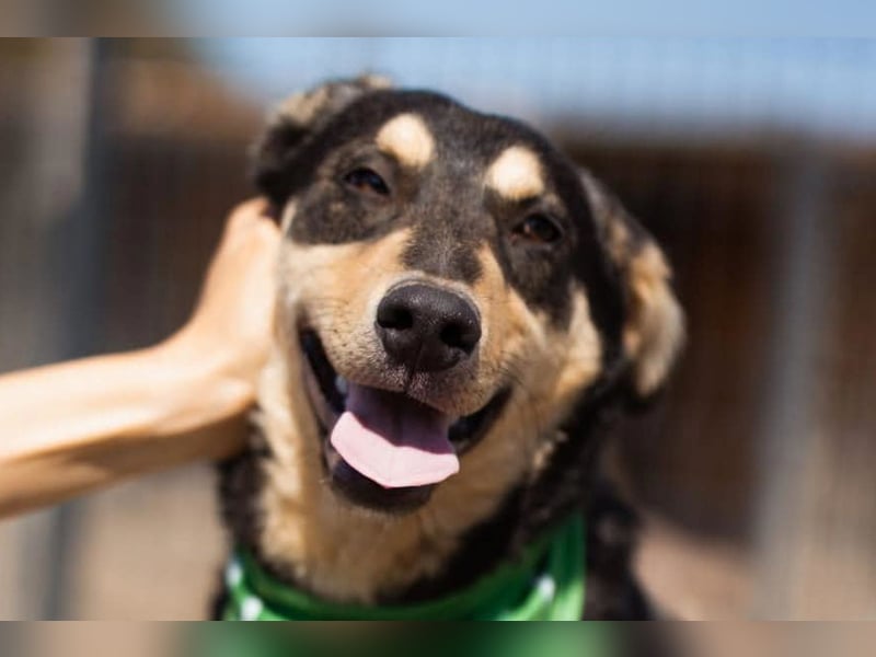 Norio ❤️ kuschliger, verspielter junger Hundebub