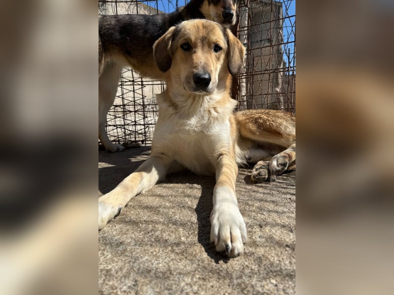 Klausi ❤️ sanft, sensibel + sucht Halt & Liebe