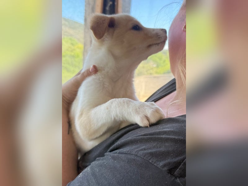 Welpin ♥Tina♥ hofft nun auf Liebe & Treue