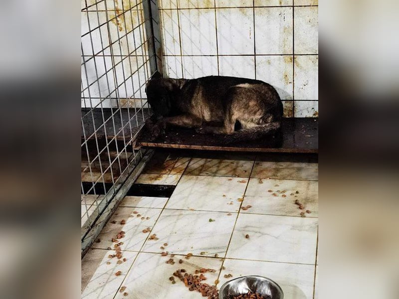 Viva - schüchtern und liebevoll