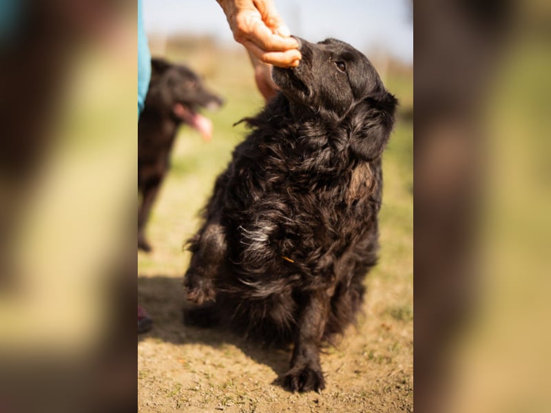 Norman - ein rundum toller Rüde