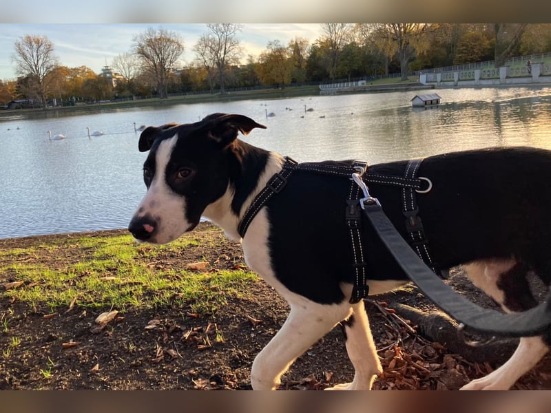 Jungspund Rocky ❤️ wartet in 50674 Köln