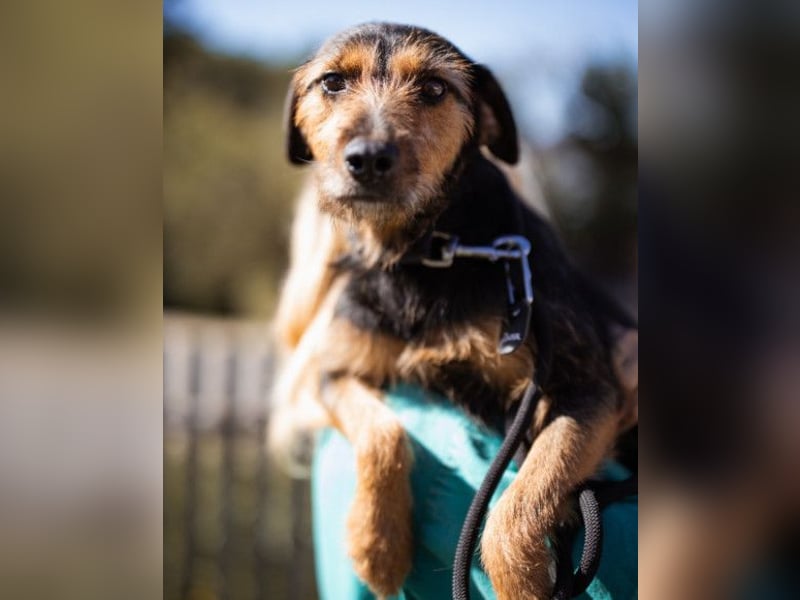 RICARDA❤️sanfte Terrier-Dame mit großem Herz sucht liebevolles Zuhause